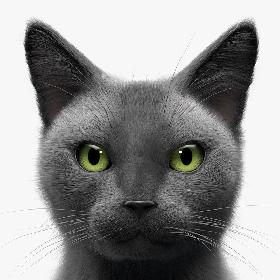 Cat Grey v1 3D model